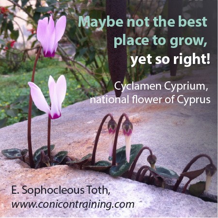 Quote: Maybe not best place to grow, yet so right! by E. Sophocleous Toth